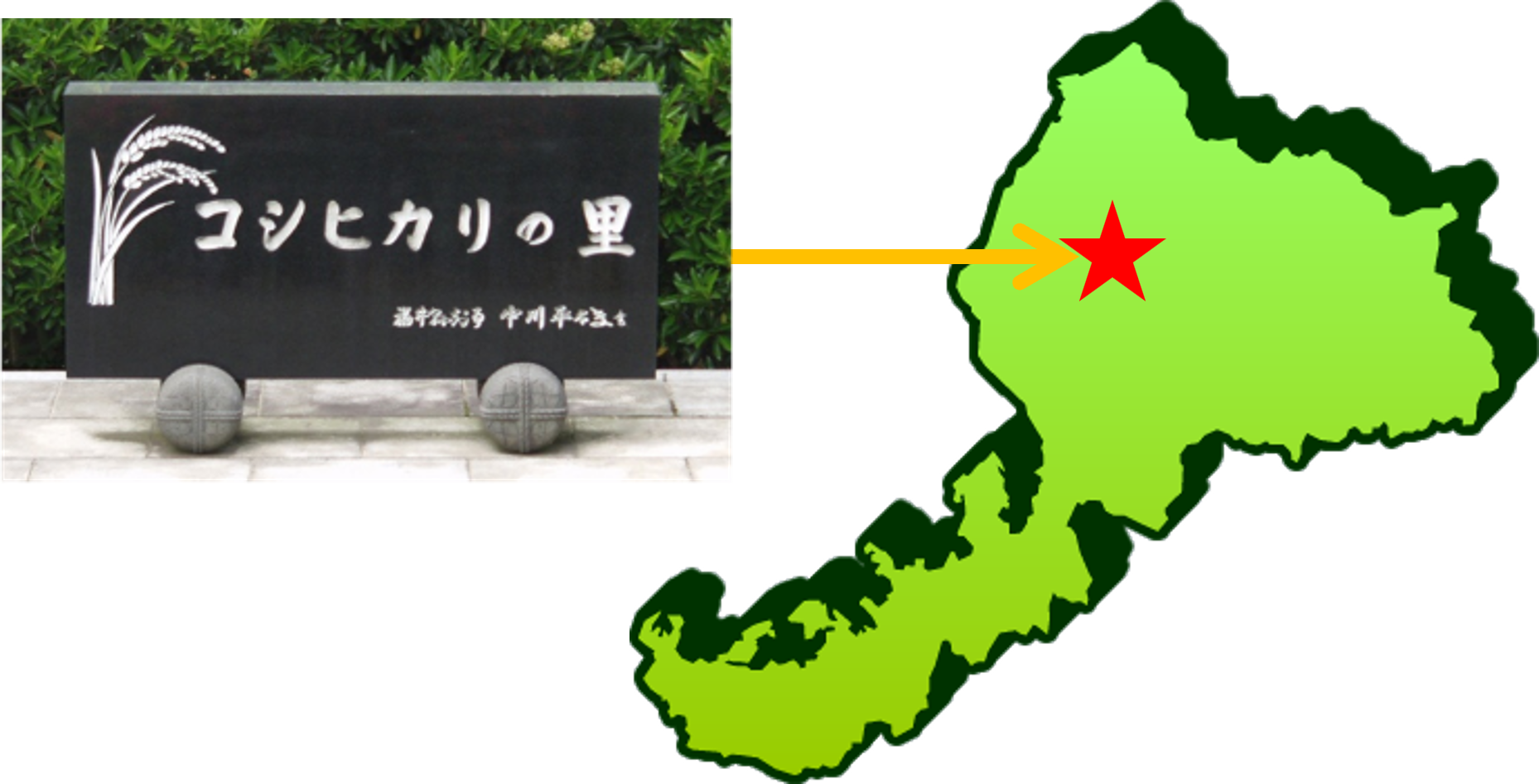 福井県農業試験場コシヒカリの里